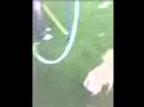 rico my chihuahua doing agility