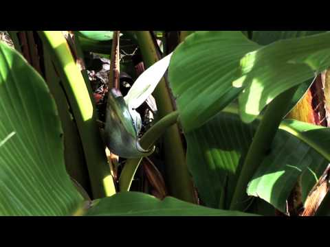 how to transplant giant bird of paradise