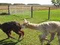 Alpaca Fight - Two Suri Males Screaming, Spitting and Biting