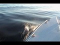Bottlenose Dolphins off Galley Head- Ireland Part 1 Bottlenose Dolphins off Galley Head- Ireland Part 1