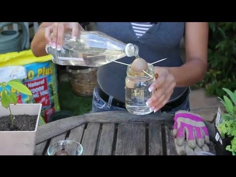 how to plant avocado seeds in water