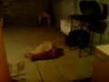 Perro cogiendo con tapete
