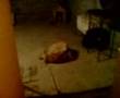 Perro cogiendo con tapete