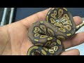 2008 clutch # 5   part 5     after first shed  