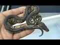 2008 clutch # 5   part 5     after first shed  