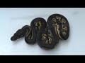 2008 clutch # 5   part 5     after first shed  