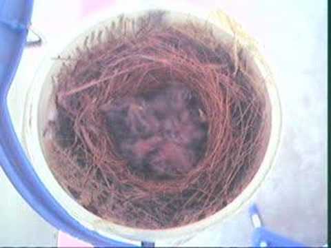 The Nest Camera