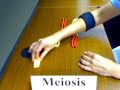 meiosis