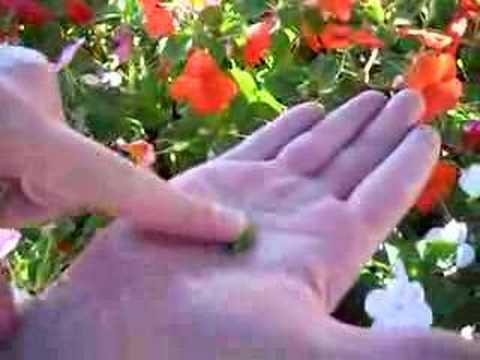 how to collect impatiens seeds