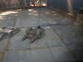 robot-video.html
