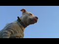 Rocky Style Training - Wallace the Pit Bull
