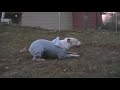Rocky Style Training - Wallace the Pit Bull