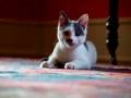 Little Sampson - soon to be Kim and Roger's little guy. Yay!!