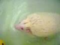 Fraggle Swimming