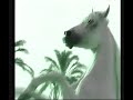 Arabian horse rearing etc. Arabian horse rearing etc.