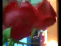 罗志祥 Show Luo Zhi Xiang @ Plaza Singapura - bet on it 必杀技 罗志祥 Show Luo Zhi Xiang @ Plaza Singapura - bet on it 必杀技