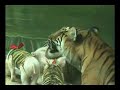 Tigers and Pigs Tigers and Pigs