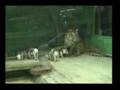 Tigers-and-Pigs