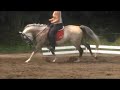 Pony Hunter for sale. Pony Hunter for sale.