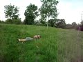 Roll on your side down a grassy bank | 33 things to do Roll on your side down a grassy bank | 33 things to do