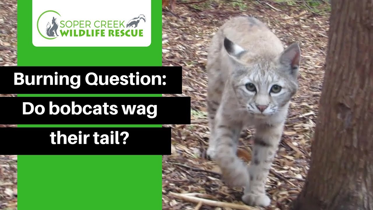 Do bobcats wag their tail? An investigation...