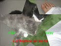 Les chatons Les chatons