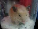 cheeseball (hamlet), the syrian hamster dozes off to sleep while bathing in the bathsand.

view more @ http://dashingblu3.blogspot.com
