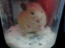 cheeseball (hamlet), the syrian hamster dozes off to sleep while bathing in the bathsand.

view more @ http://dashingblu3.blogspot.com