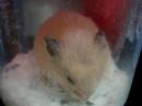 cheeseball (hamlet), the syrian hamster dozes off to sleep while bathing in the bathsand.

view more @ http://dashingblu3.blogspot.com