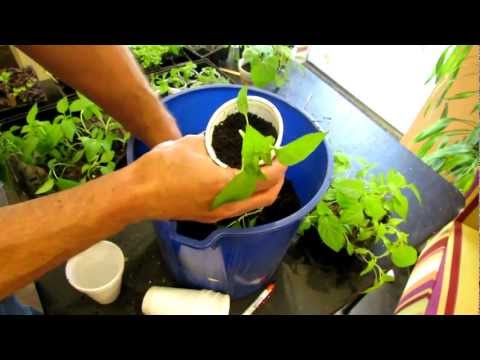 how to transplant seedlings into pots