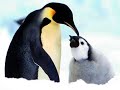nature et animeaux
