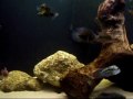 -Biologia Aquatica- Av. Fiorelli Peccicacco, 646, Perus - São Paulo Tel:(11) 9342-9598 Nextel:(11) 7740-5882 