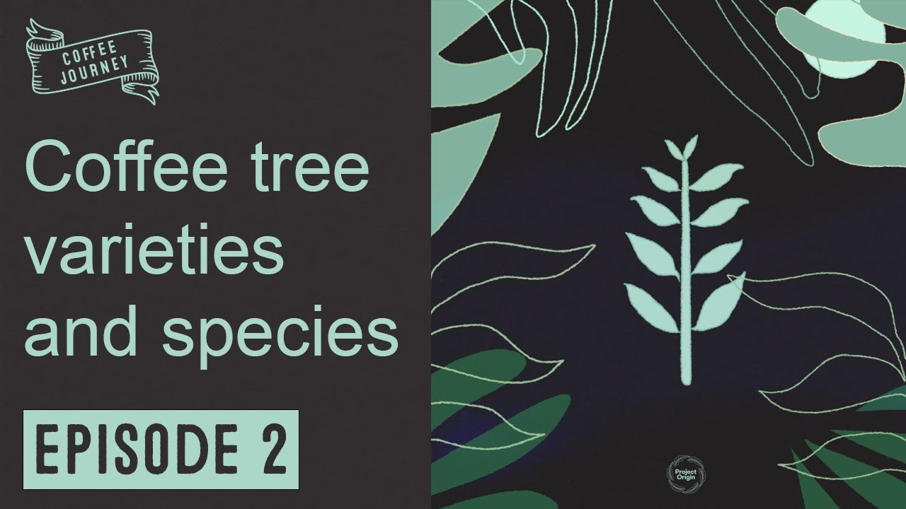 Ep 2 | Coffee Varieties and Species