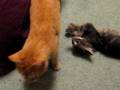 videos de wookie & klingon playing 6