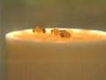videos de On Aggression -- What Makes Us Fight