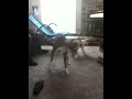 Puppy playing with my gf ... Puppy Pit Bull 