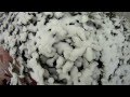 Nevicata Fregene 3 feb 2012 Guarda video