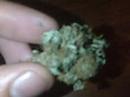 the kush the kush