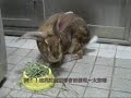 胖兔子乖乖