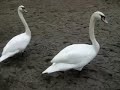Schw�ne und Enten , Duck Swan Scaup
