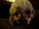 Kitty the Poodle Eats Cucumber