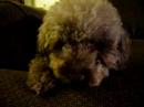 Kitty the Poodle Eats Cucumber