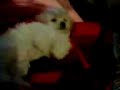 lola-y-yo-jugando-yo-y-lola-jugando.html