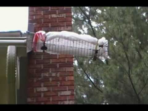 how to remove squirrels from attic