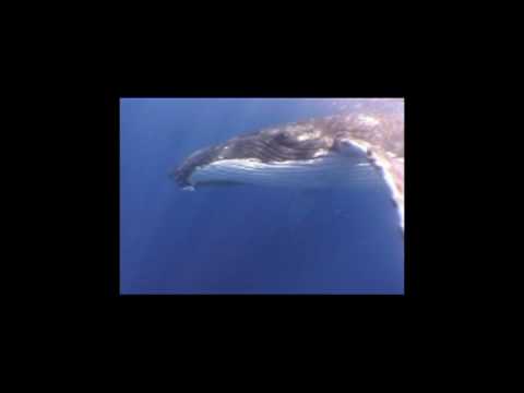See video