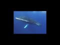 Humpback whales play with divers in tonga; attempt contact