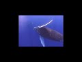 Humpback whales play with divers in tonga; attempt contact