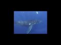 Humpback whales play with divers in tonga; attempt contact
