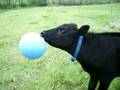 videos de Ferdy the riding steer