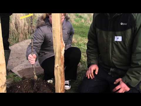 how to replant apple tree